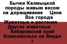 Бычки Калмыцкой породы живым весом на доращивание. › Цена ­ 135 - Все города Животные и растения » Другие животные   . Хабаровский край,Комсомольск-на-Амуре г.